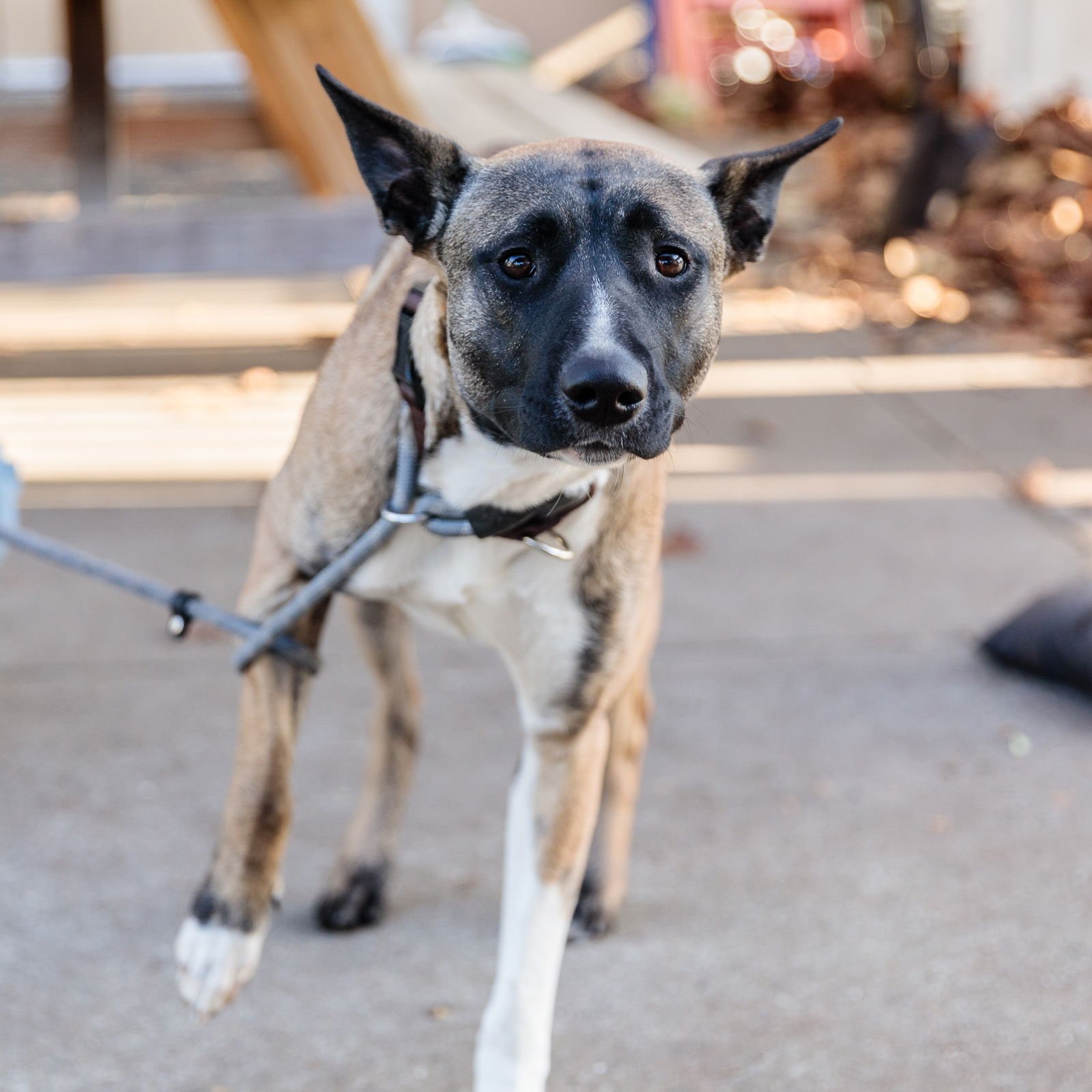 NYX - Belgian Shepherd Malinois available for adoption