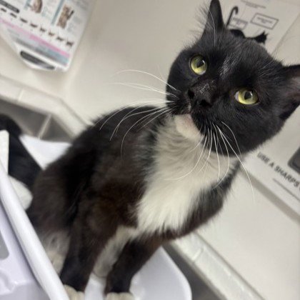 ALDO - Domestic Short Hair available for adoption