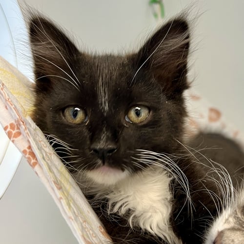 ALDO - Domestic Short Hair available for adoption