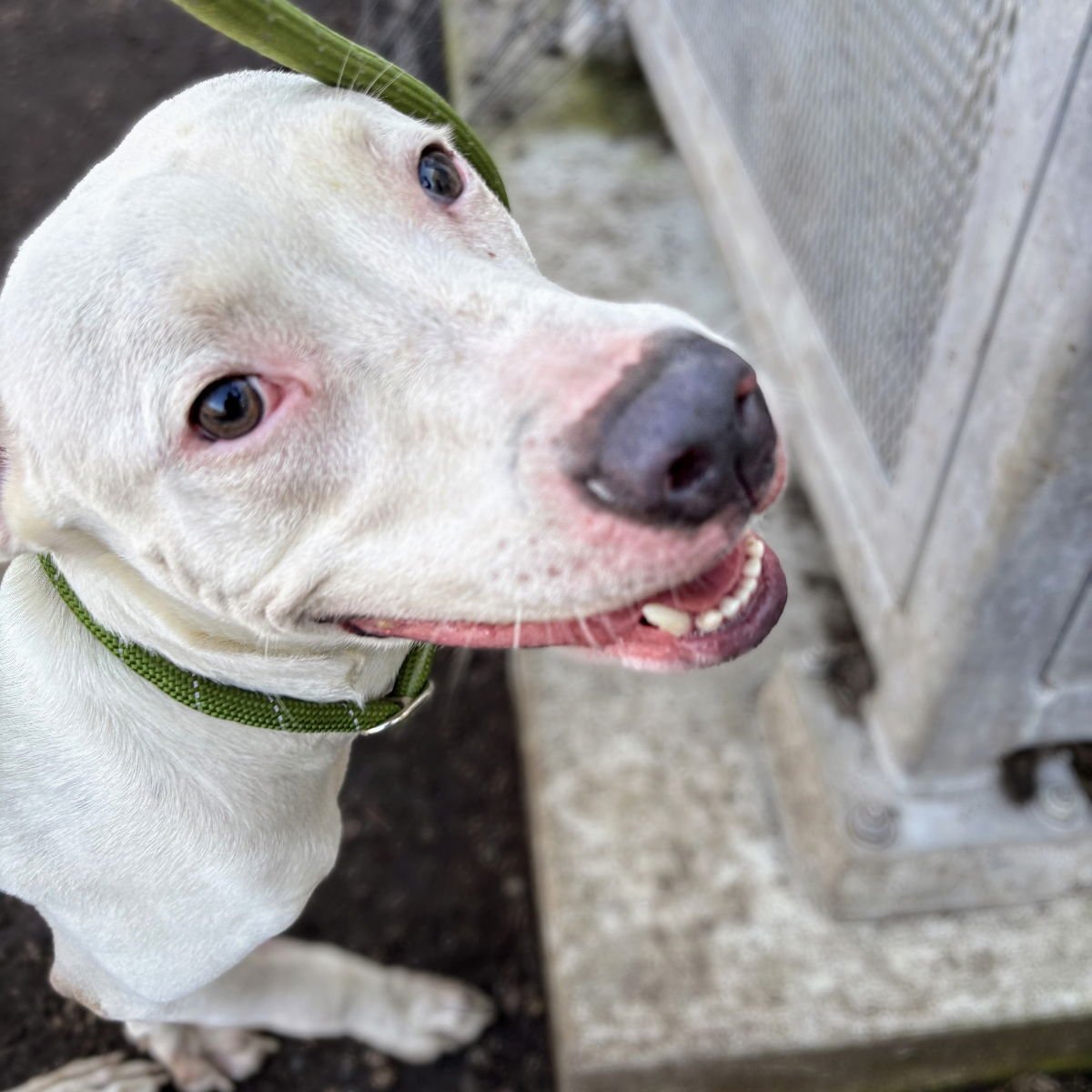 LUCKY CHARMS - Pit Bull Terrier available for adoption