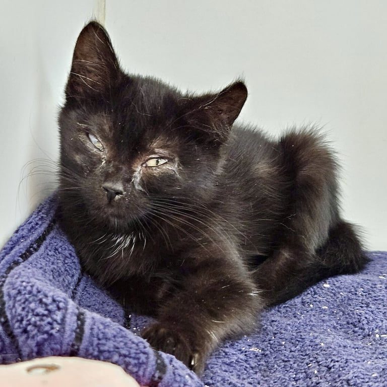Lenny (bonded w/ Linus) Image