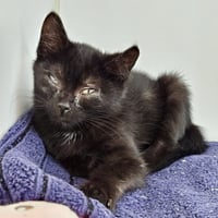 Lenny (bonded w/ Linus) - Photo 1