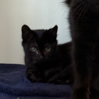 Lenny (bonded w/ Linus) - Photo 2