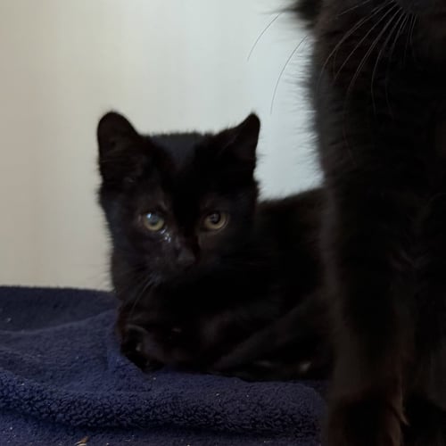 LENNY (BONDED W/ LINUS) - Domestic Short Hair available for adoption
