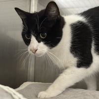 Oreo - Photo 3