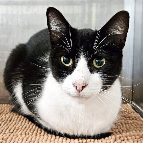 OREO - Domestic Short Hair available for adoption