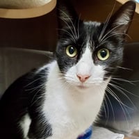 Oreo - Photo 1