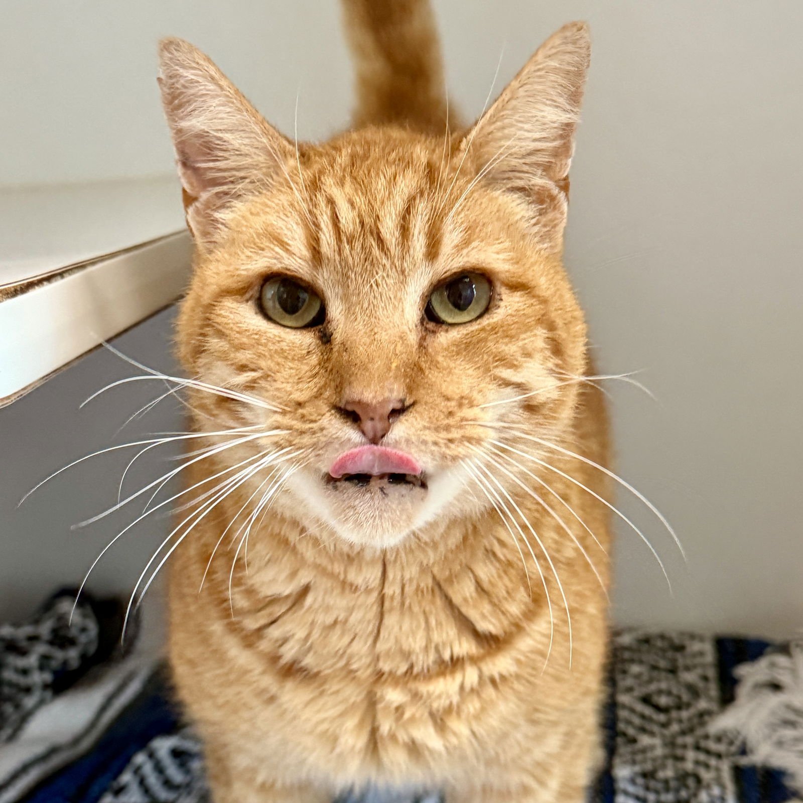 BUTTERS - Domestic Short Hair available for adoption