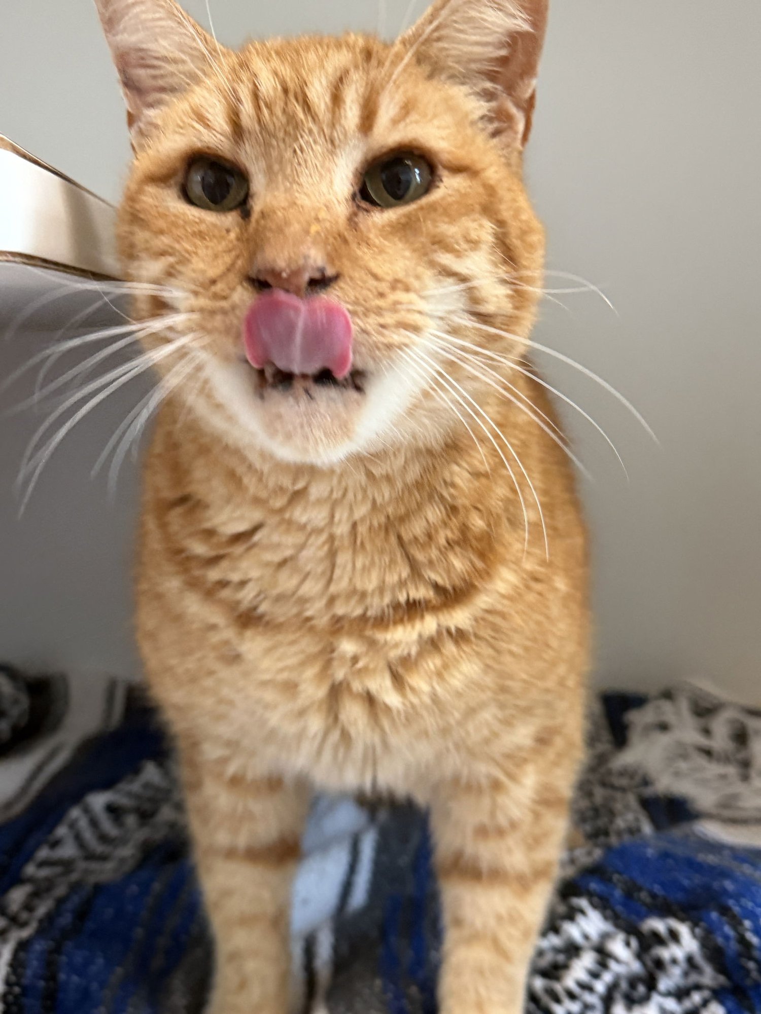 BUTTERS - Domestic Short Hair available for adoption