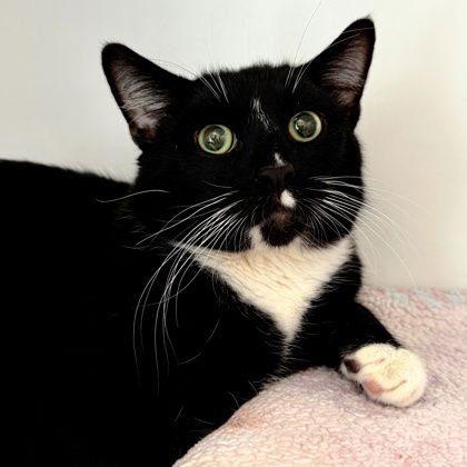 ORLANDO - Domestic Short Hair available for adoption