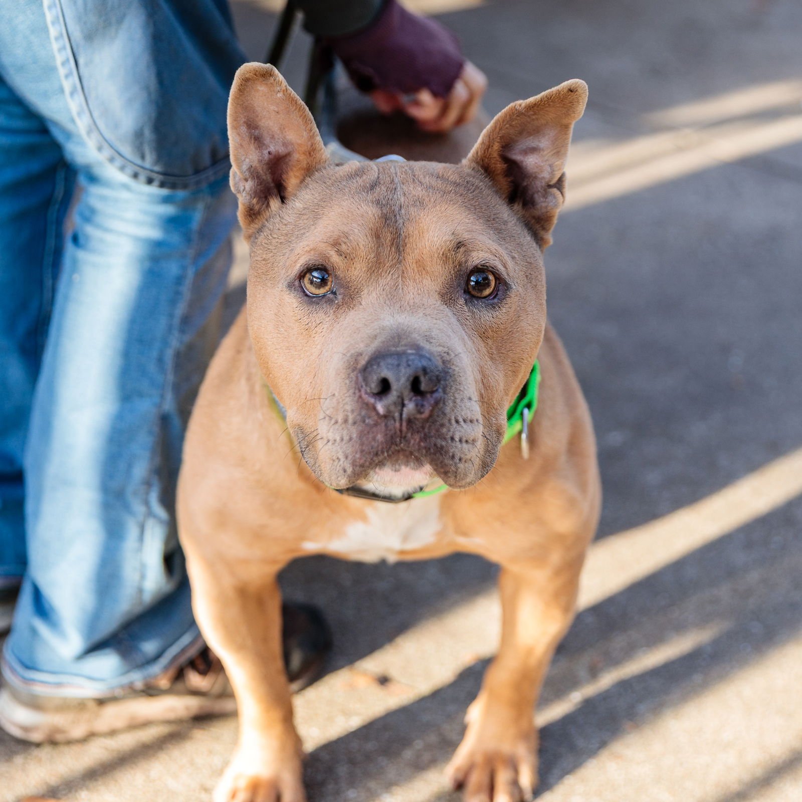 JORDACHE - Pit Bull Terrier available for adoption