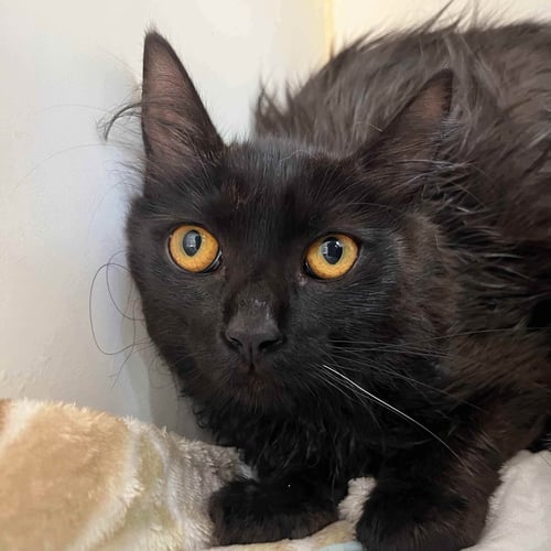 BUNNY (BONDED W/ CLYDE) - Domestic Medium Hair available for adoption
