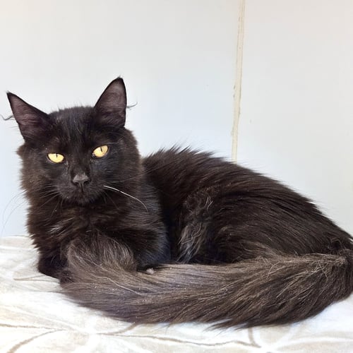 BUNNY (BONDED W/ CLYDE) - Domestic Medium Hair available for adoption
