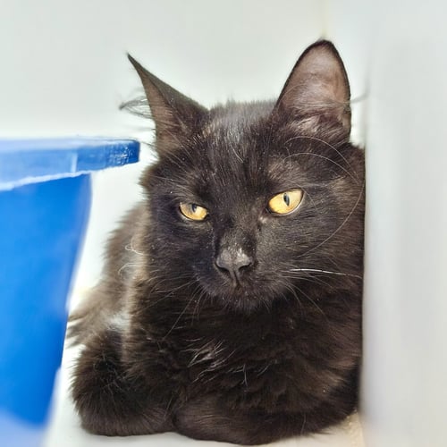 BUNNY (BONDED W/ CLYDE) - Domestic Medium Hair available for adoption
