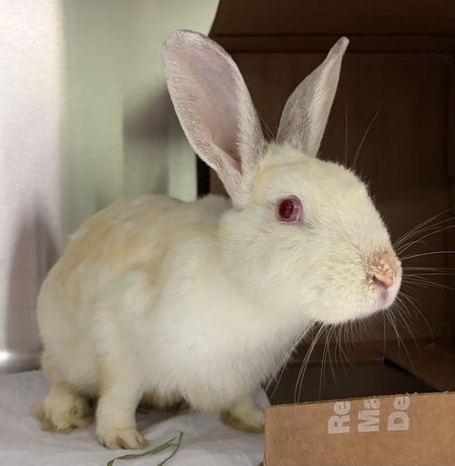 NOODLES - American available for adoption