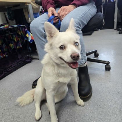 HULA - Pomeranian available for adoption