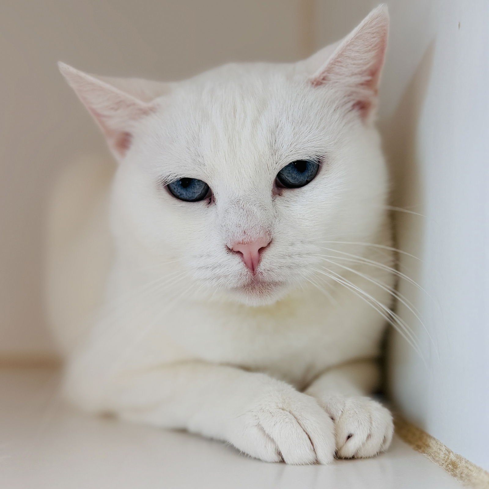 BRITTANY - Domestic Short Hair available for adoption