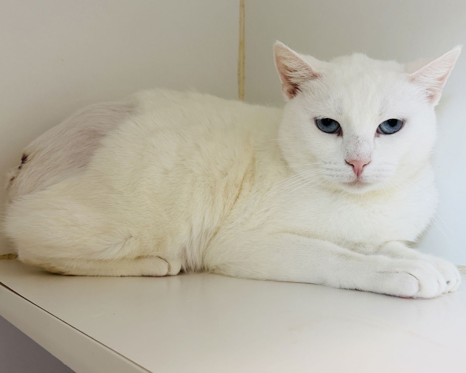 BRITTANY - Domestic Short Hair available for adoption