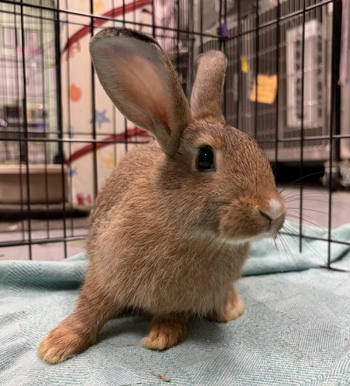 PENNE - American available for adoption