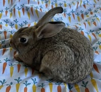 Penne - Photo 2