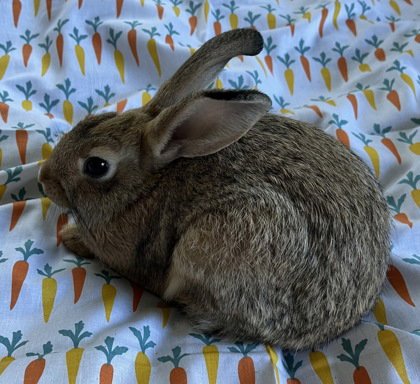 PENNE - American available for adoption