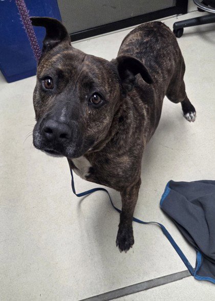 TIGRE - American Pit Bull Terrier available for adoption