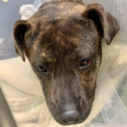 TIGRE - American Pit Bull Terrier available for adoption