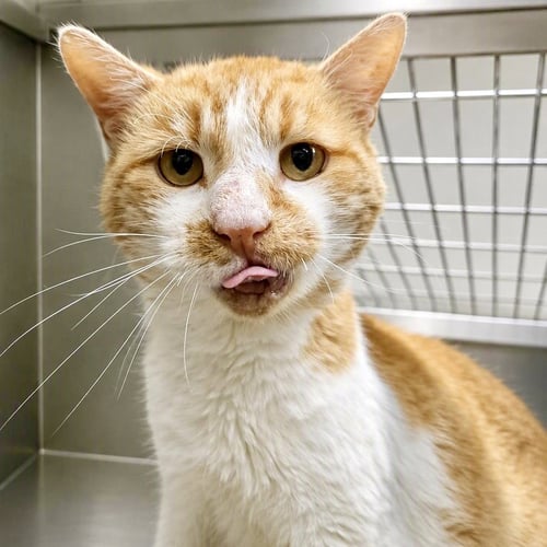 BALLPARK FRANK - Domestic Short Hair available for adoption