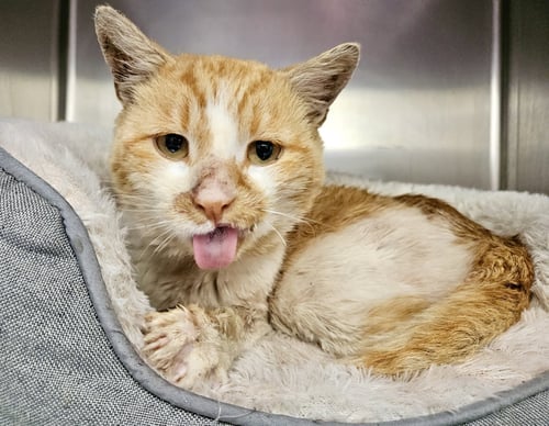 BALLPARK FRANK - Domestic Short Hair available for adoption