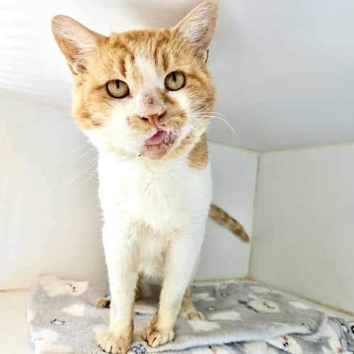 BALLPARK FRANK - Domestic Short Hair available for adoption