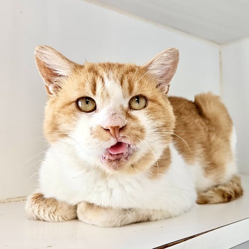 BALLPARK FRANK - Domestic Short Hair available for adoption