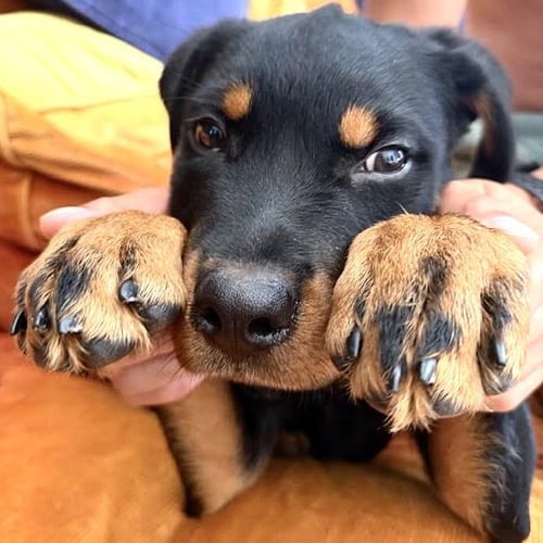 BALTO - Rottweiler available for adoption