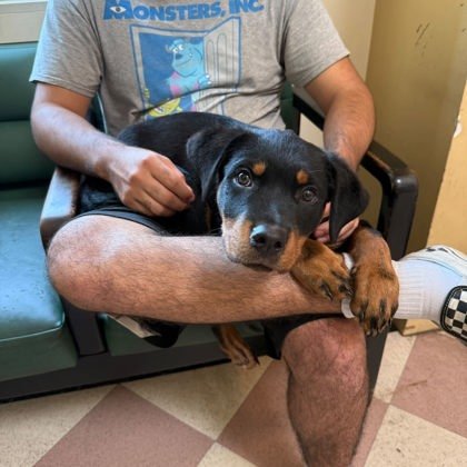 BALTO - Rottweiler available for adoption