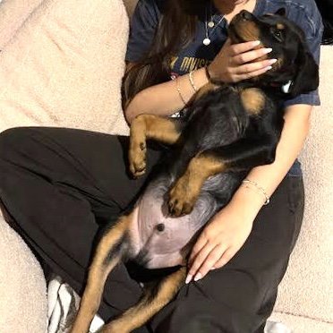 BALTO - Rottweiler available for adoption