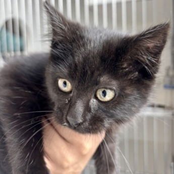 DAIKON - Domestic Short Hair available for adoption