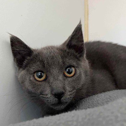 BEE (BONDED W/ IZZY) - Domestic Short Hair available for adoption