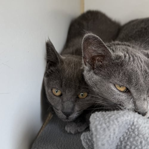 BEE (BONDED W/ IZZY) - Domestic Short Hair available for adoption