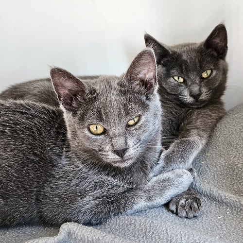 BEE (BONDED W/ IZZY) - Domestic Short Hair available for adoption