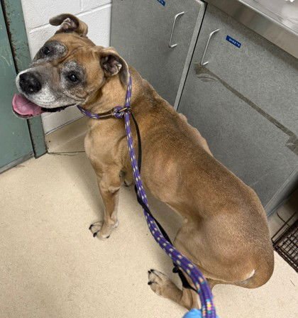 MOLLY - Boxer / American Pit Bull Terrier available for adoption