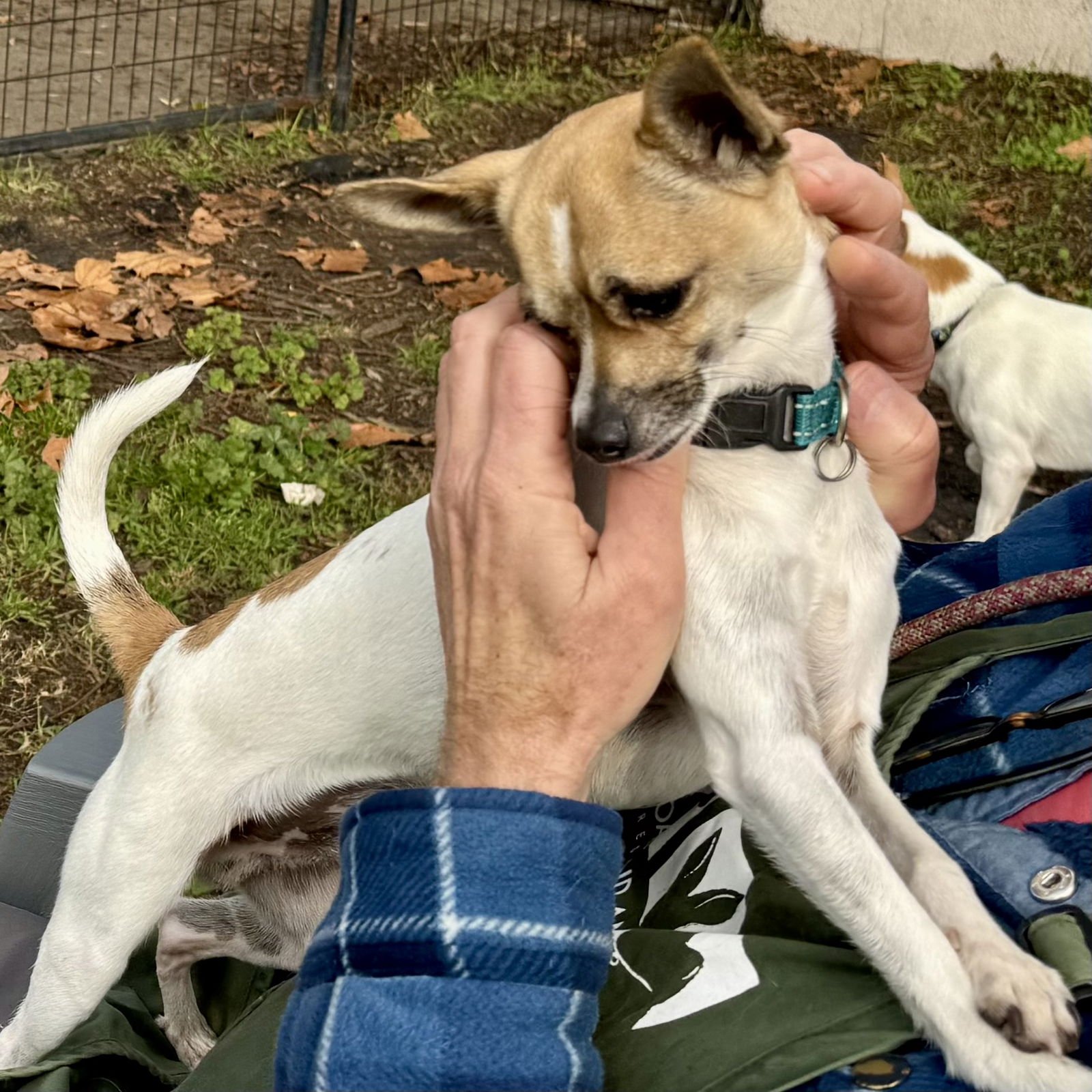 OCHO - Chihuahua available for adoption