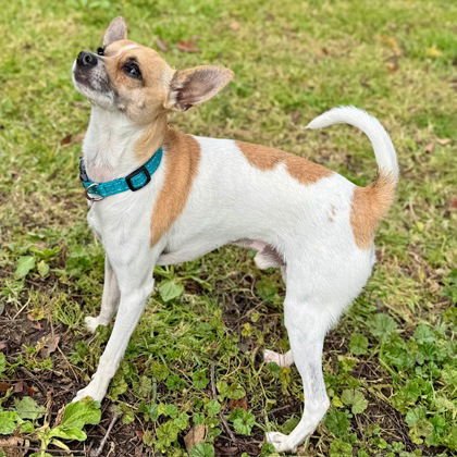 OCHO - Chihuahua available for adoption