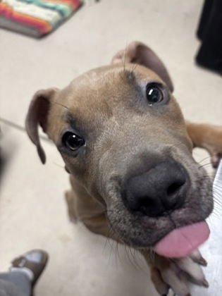 CHER - Pit Bull Terrier available for adoption