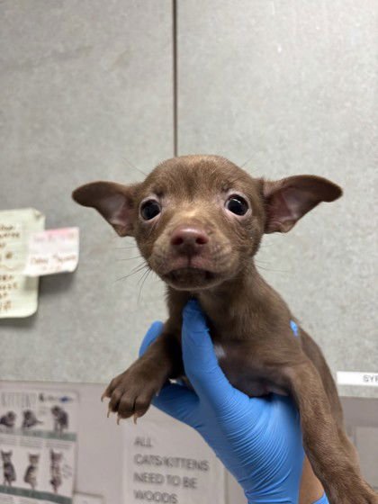 TINA - Chihuahua available for adoption