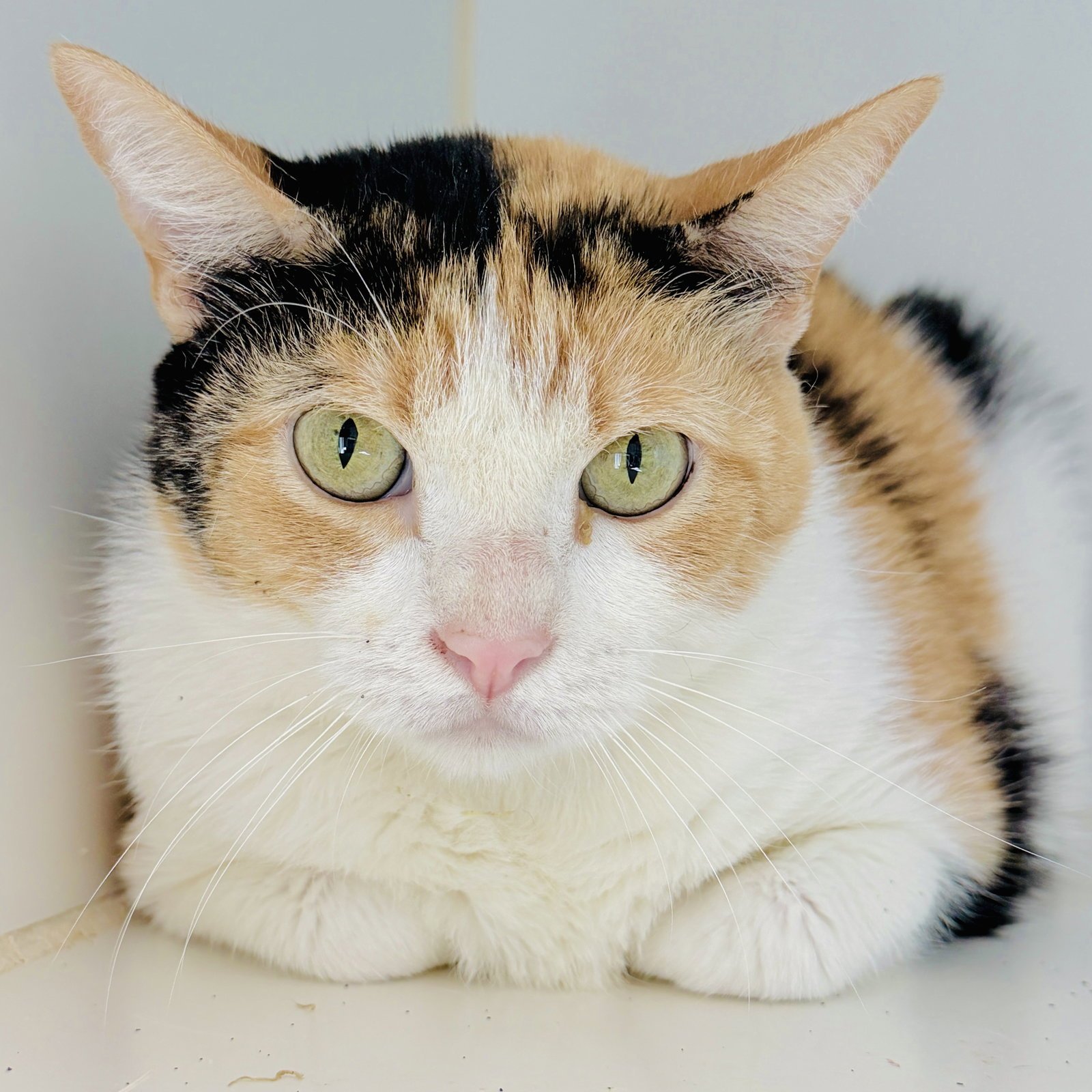 PIXIE - Domestic Short Hair available for adoption