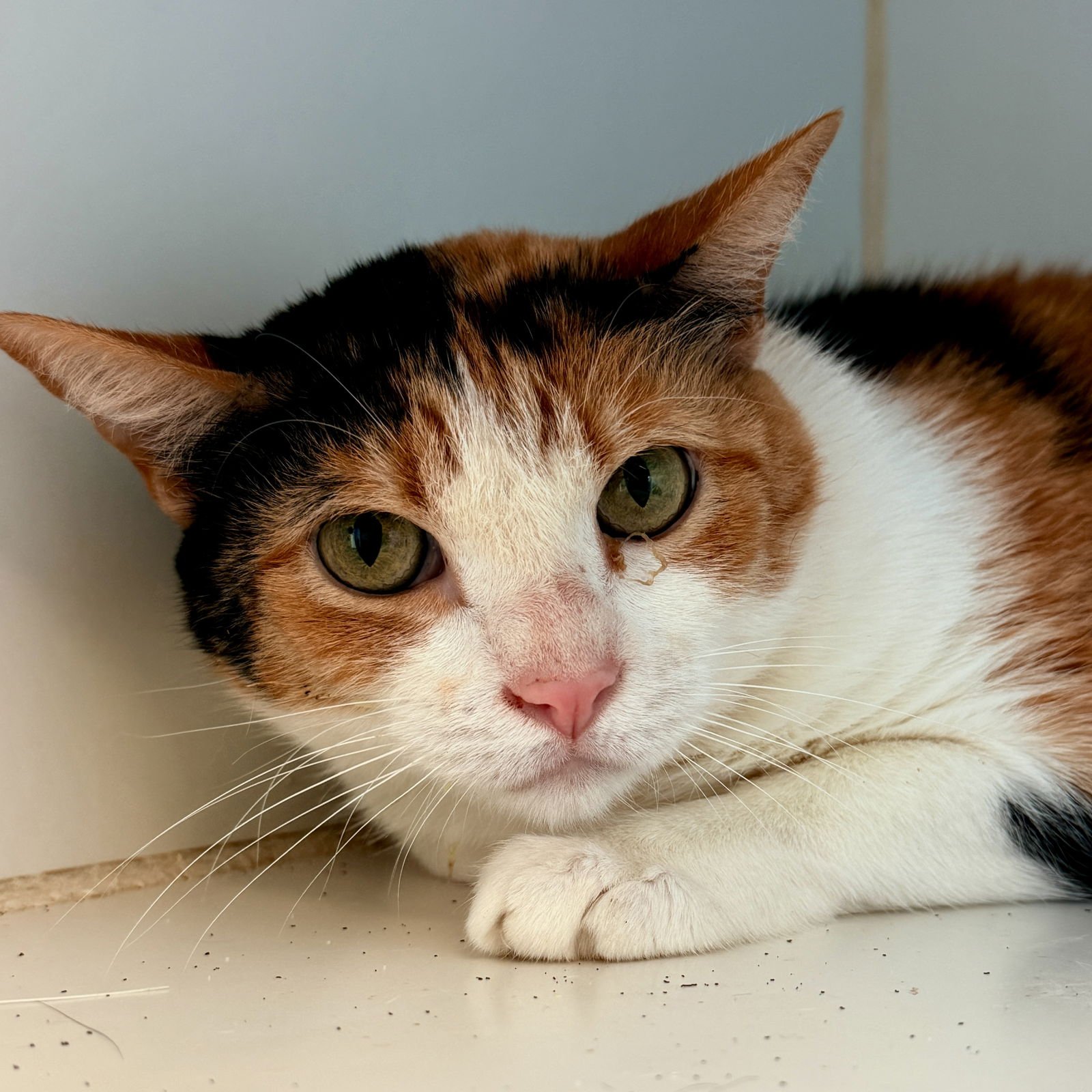 PIXIE - Domestic Short Hair available for adoption