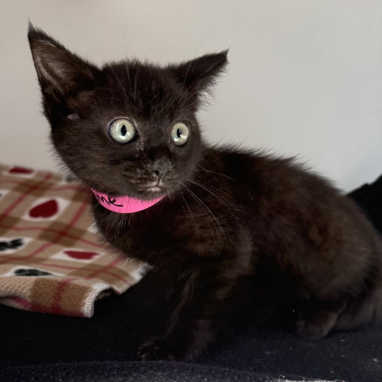 Thyme (bonded w/ Sage) Image