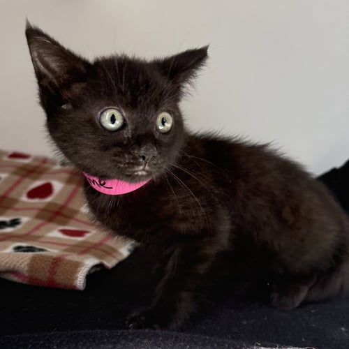 THYME (BONDED W/ SAGE) - Domestic Short Hair available for adoption