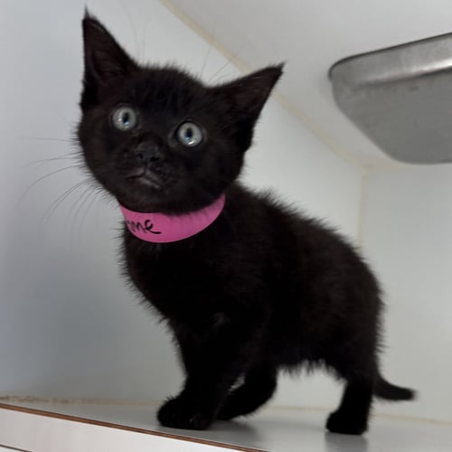 THYME (BONDED W/ SAGE) - Domestic Short Hair available for adoption