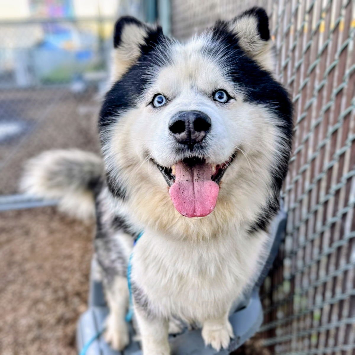 DOLPHIN - Alaskan Malamute available for adoption