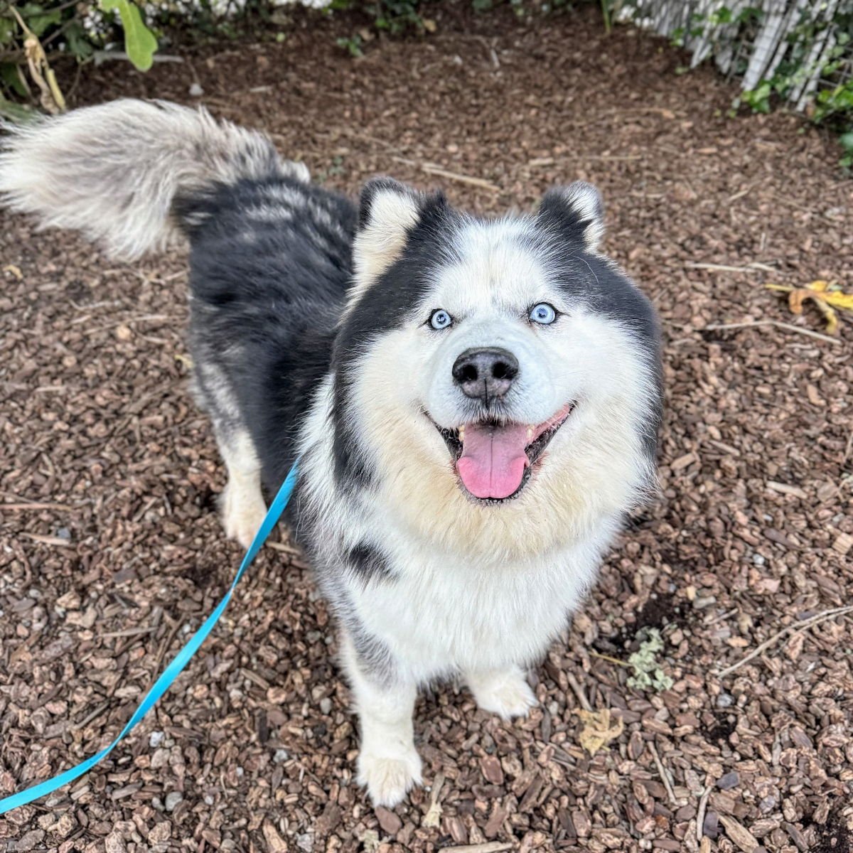 DOLPHIN - Alaskan Malamute available for adoption